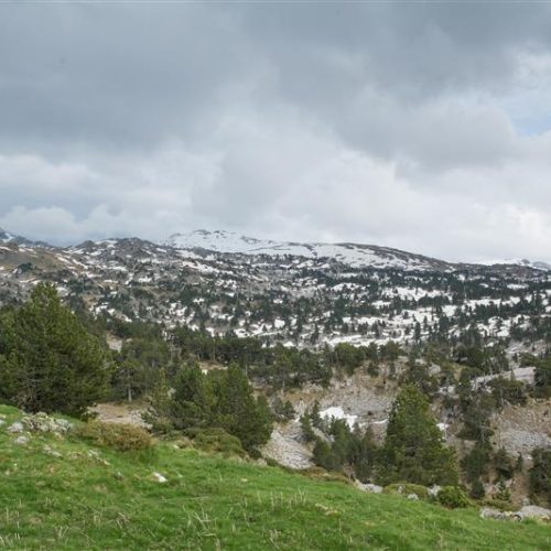 Navarra finalitza la construcció del tancat d’exclusió d’ungulats