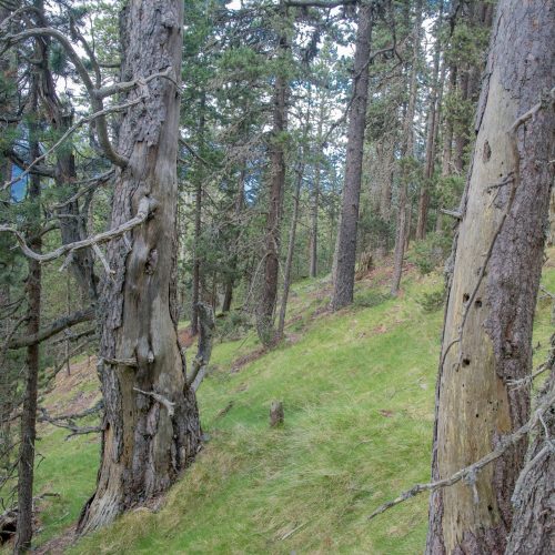 Avancen les mesures de prevenció i mitigació d’impactes sobre l’hàbitat 