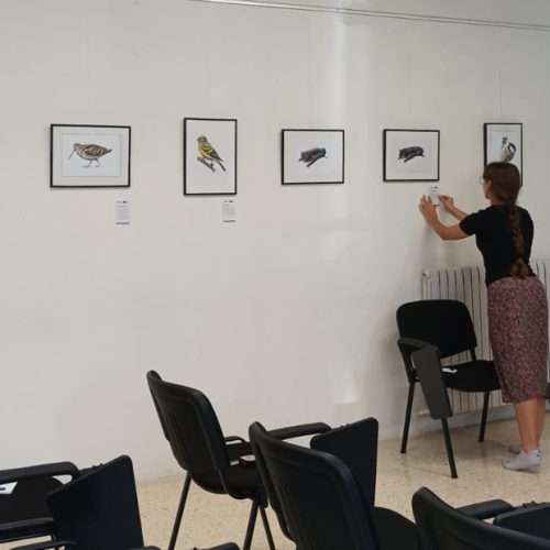 El Parc Natural del Cadí-Moixeró mostra en una exposició la biodiversitat dels boscos de pi negre