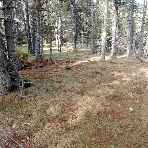 Restaurar la diversitat dels boscos regenerant el sotabosc