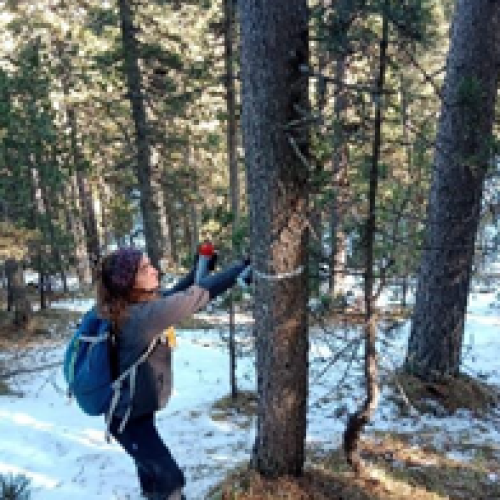 Comencen les intervencions forestals del projecte LIFE UNCINATA* 