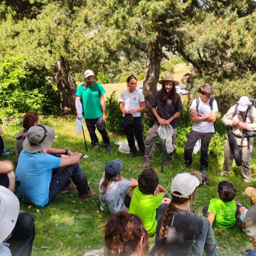 Bioblitz a la Muntanya d’Urús per conèixer la biodiversitat dels boscos de pi negre